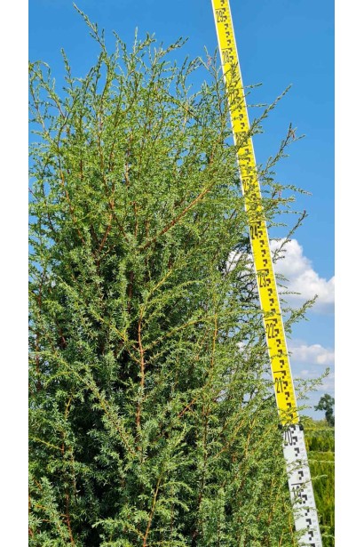 Ялівець звичайний колоновидний - ком70кг/вис.260-300см/Ø70-80см